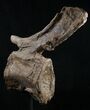Diplodocus Caudal Vertebra - Dana Quarry, Wyoming #10149-5